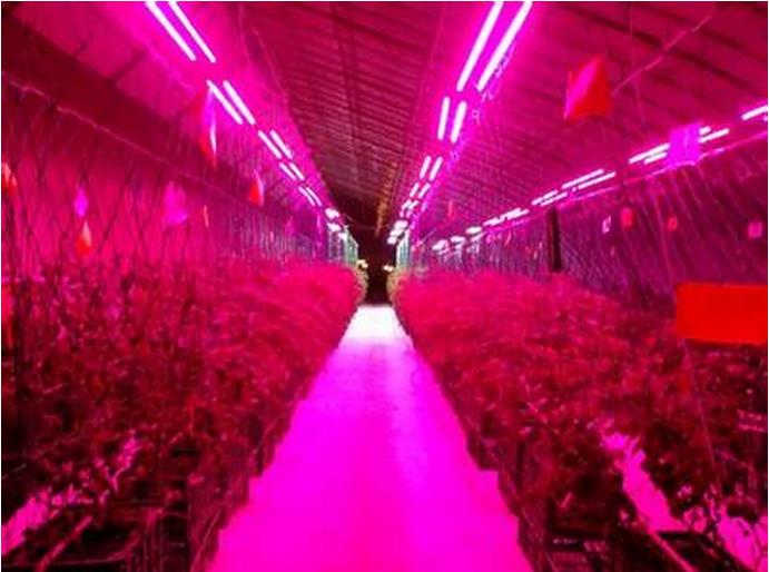 LED植物 檢測儀表 北京西星光電科技有限公司