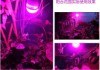 全光譜LED植物/紅外線溫度傳感器工業(yè)/北京西星光電科技有限公司