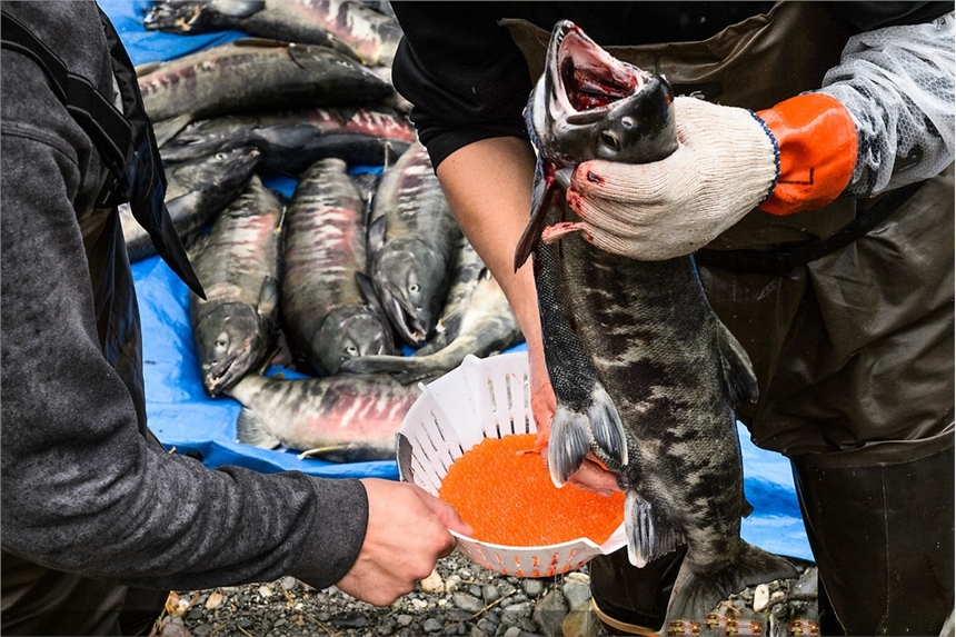 黑龍江大馬哈魚(yú)批發(fā)，大馬哈魚(yú)撫遠(yuǎn)批發(fā)多少錢(qián)，東北烏蘇里江大馬哈魚(yú)