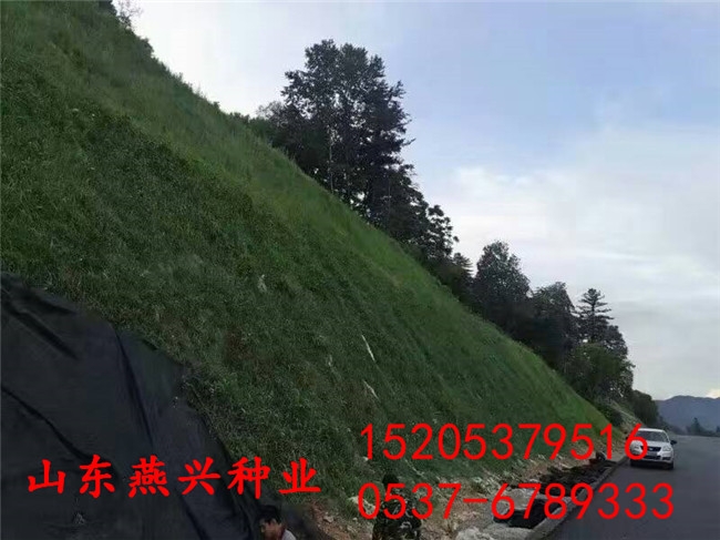 河道護坡適合早熟禾草種子一斤多少錢