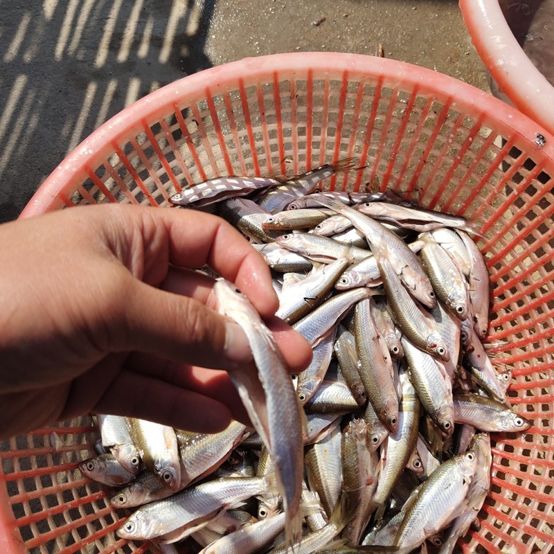 大中小型水庫趕魚方法 深水水庫捕魚技術(shù) 水庫大量捕魚捕撈團隊